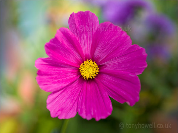 Deep Pink Cosmos Flower