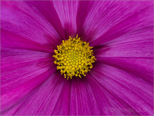 Deep Pink Cosmos Flower