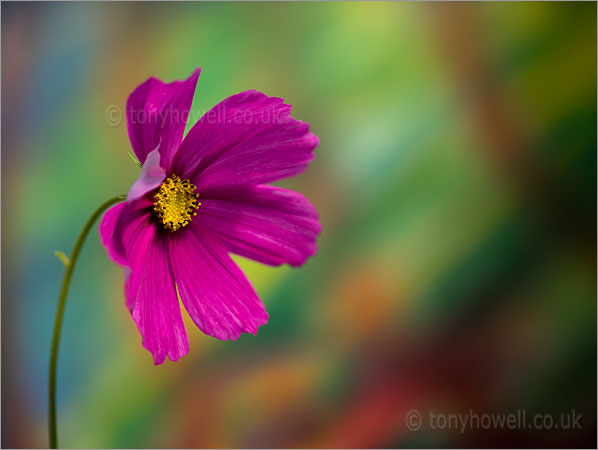 Deep Pink Cosmos Flower