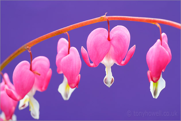 Dicentra spectabilis 