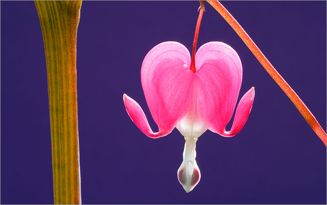 Dicentra spectabilis