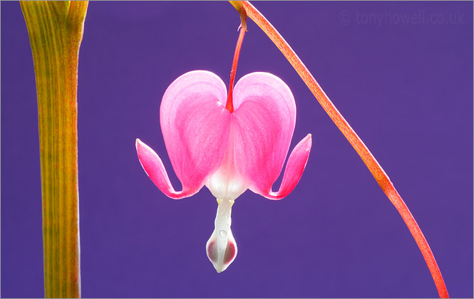 Dicentra spectabilis 