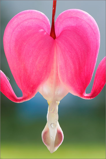 Dicentra spectabilis 