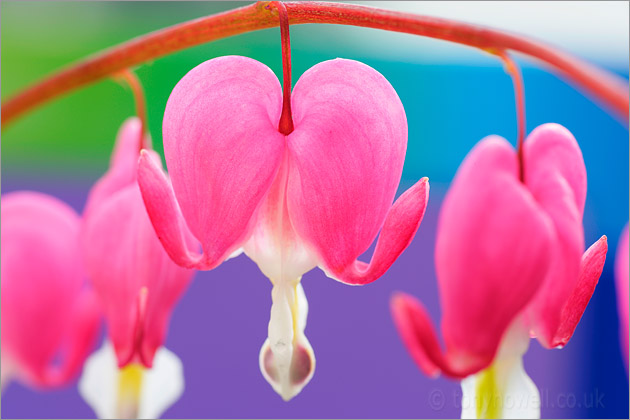 Dicentra spectabilis 