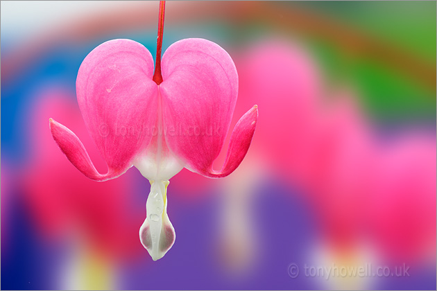 Dicentra, Bleeding Hearts