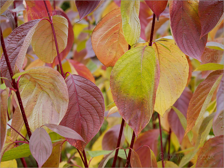 Cornus, Dogwood