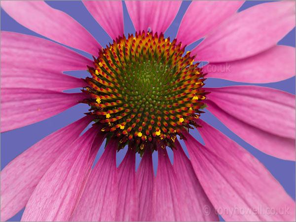 Echinacea purpurea