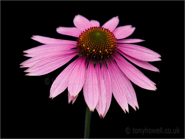 Echinacea Purpurea