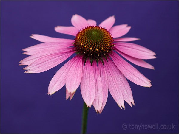 Echinacea purpurea