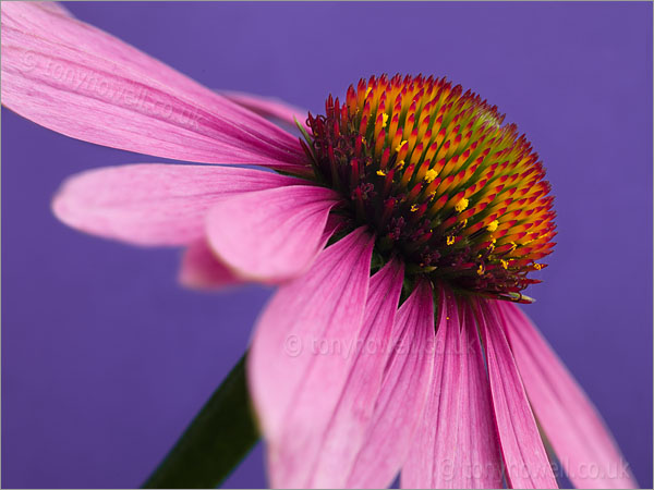 Echinacea purpurea