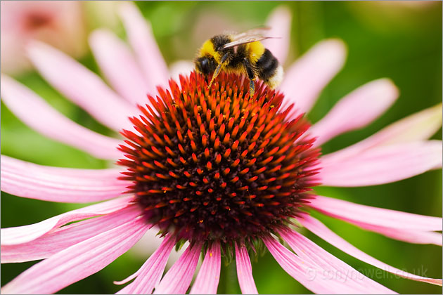 Bee, Echinacia purpurea