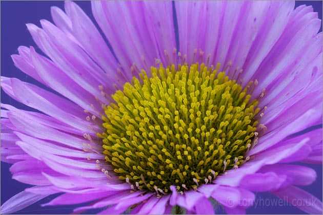 Erigeron 