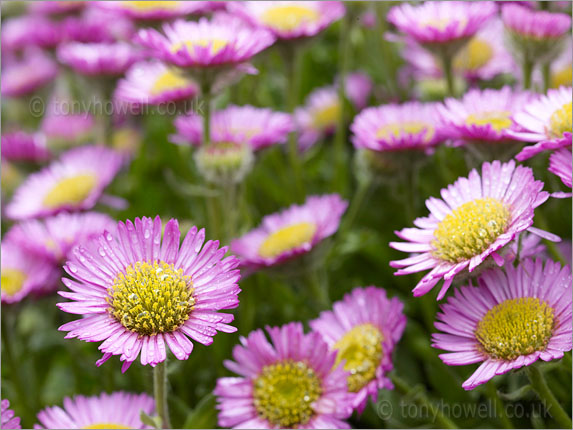 Erigeron 