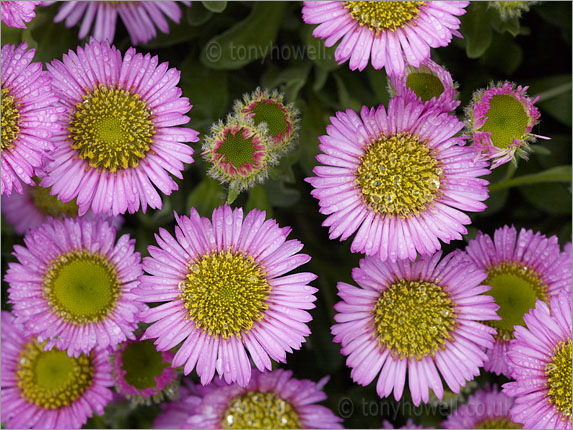 Erigeron 