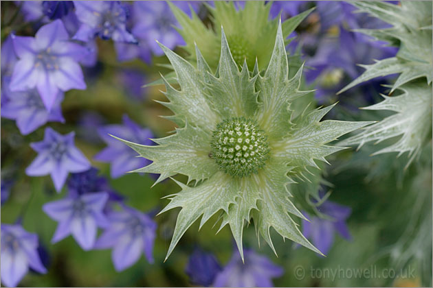 Eryngium