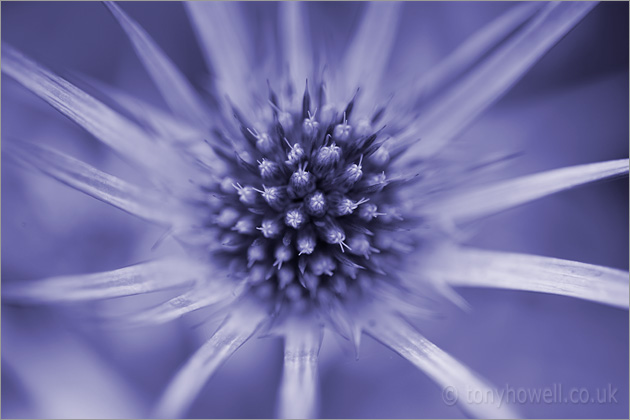 Eryngium bourgatii