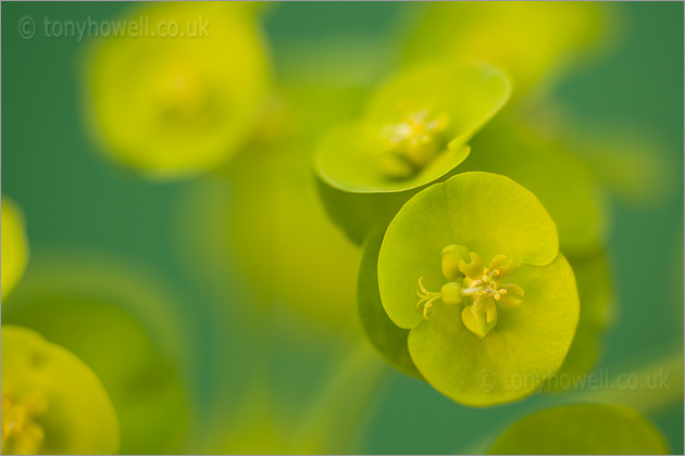 Euphorbia