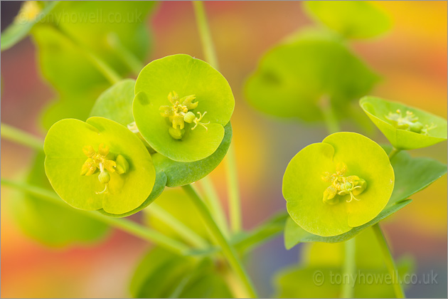 Euphorbia