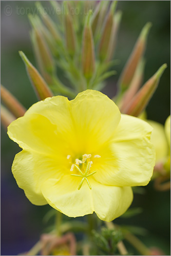 Evening Primrose