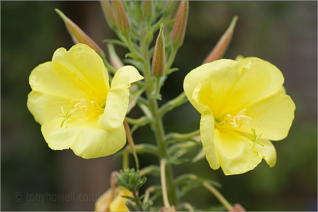 Evening Primrose