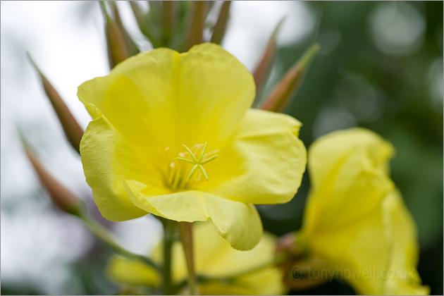 Evening Primrose