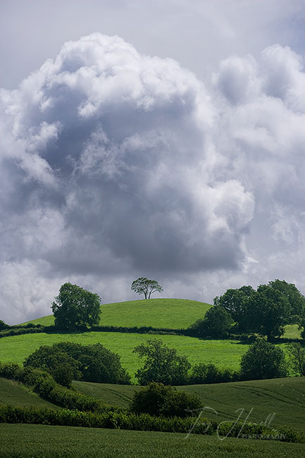 Tree, Cloud