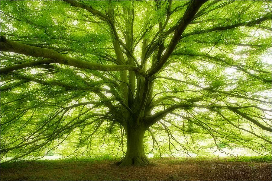 Fern-Leaved Beech Tree