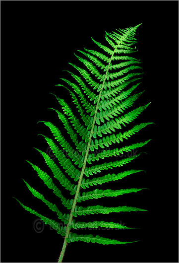 Fern