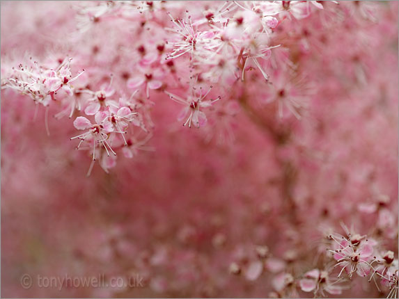 Filipenula purpurea Rosea