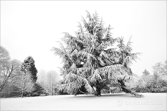Fir Tree, Snow, Bath