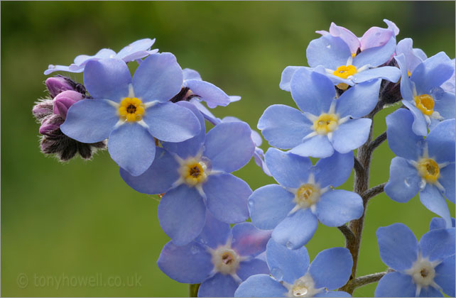 Forget-me-nots