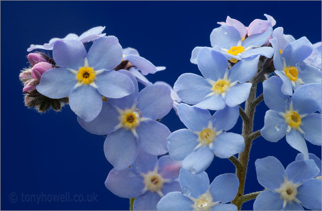 Forget-me-nots