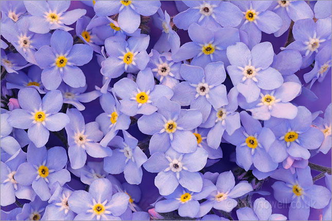 Forget me nots