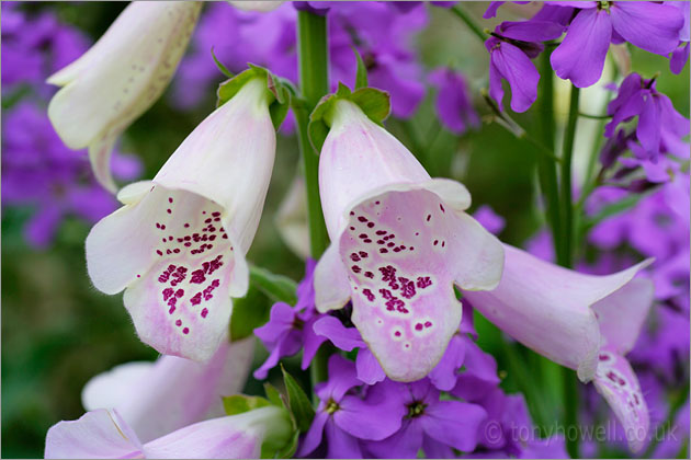 Foxgloves