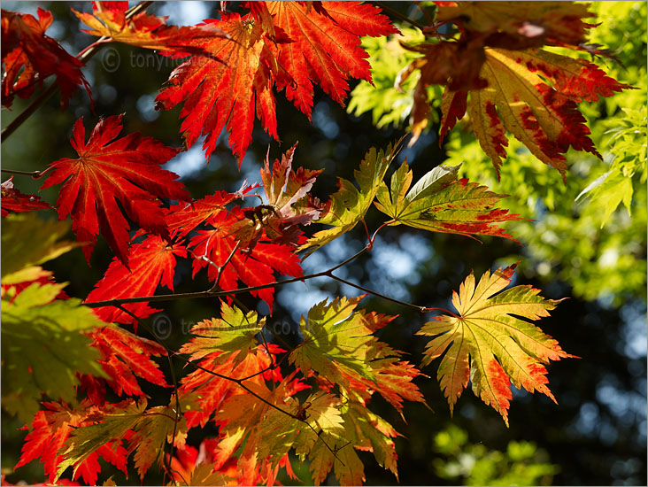 Full Moon Maple leaves