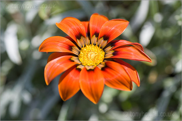 Gazania