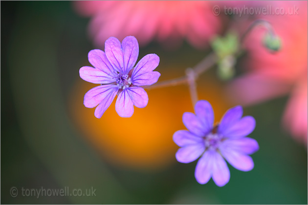 Geranium