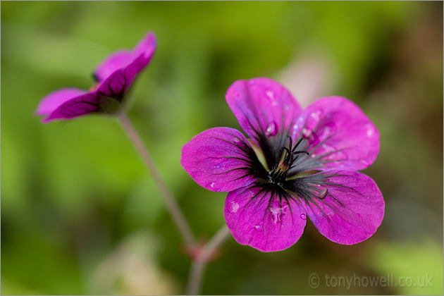 Geranium 