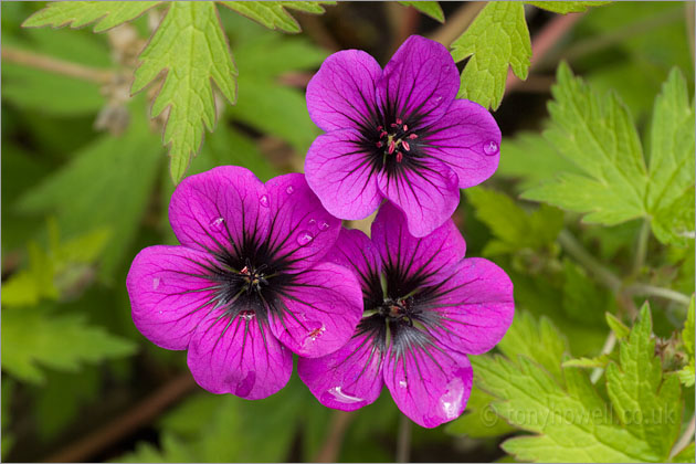 Geranium 