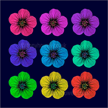 Geranium Flowers