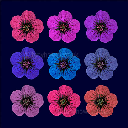 Geranium Flowers