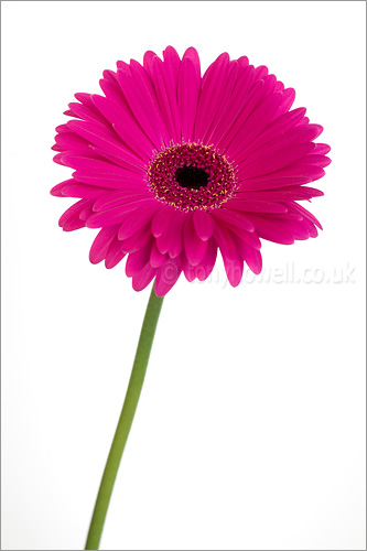 Gerbera