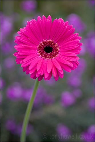 Gerbera