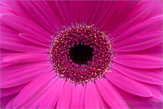 Gerbera