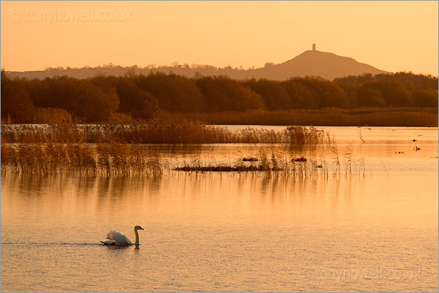 Glastonbury Tor, Swan, Dawn, from Shapwick Heath