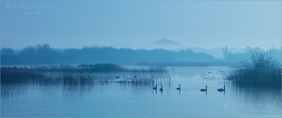 Swans, Mist, Glastonbury Tor