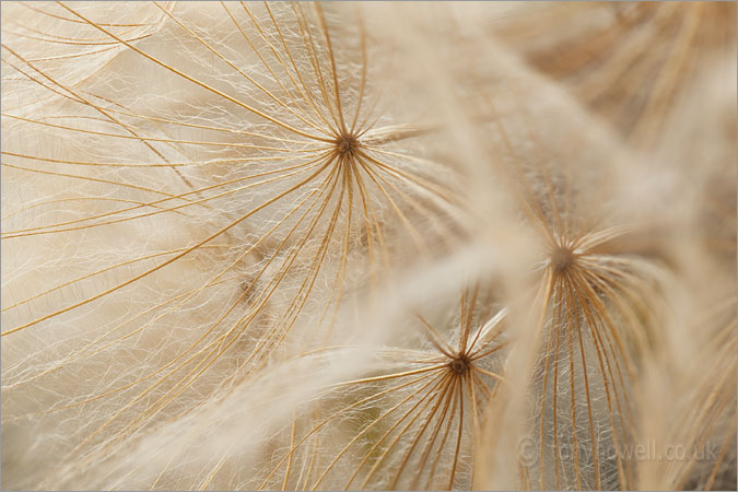 Goatsbeard Seedhead