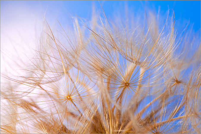 Goatsbeard Seedhead