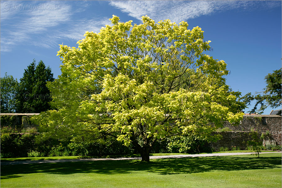 Golden Indian Bean Tree