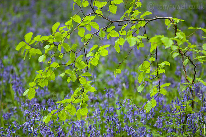 Beech Leaves, Bluebells